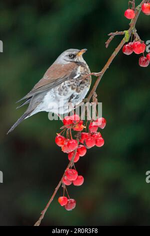 Fieldfare (Turdus pilaris), Erwachsene, Fütterung von Krabbenfrüchten, Leicestershire, England, Vereinigtes Königreich Stockfoto