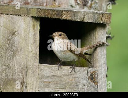 Gefleckter Fliegenfänger (Muscicapa striata), Grauer Fliegenfänger, Singvögel, Tiere, Vögel, Flycatcher gesichtet, Erwachsener, hoch oben in einem offenen Nestkasten Stockfoto