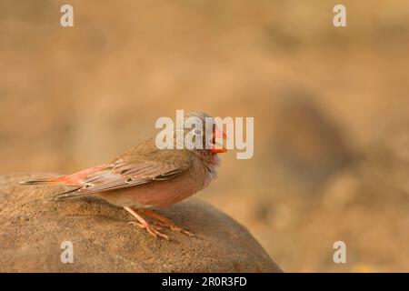 Trompeterfink (Bucanetes githagineus), Singvögel, Tiere, Vögel, Finken, Trompeter Finch (Rhodopechys githaginea), männlich, anrufend, stehend Stockfoto