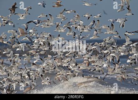 Europäische Heringsmull (Larus argentatus) (Larus gewöhnliche Möwe (Larus canus), lachende Schwarzkopfmöwe (Chroicocephalus ridibundus), Mittelmeer Stockfoto