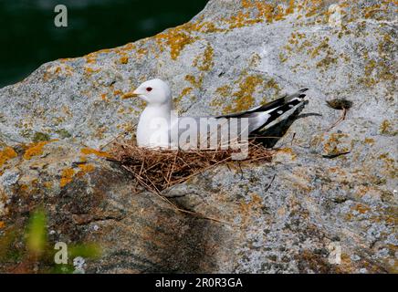 Möwe (Larus canus), Erwachsener, der auf dem Nest sitzt, Hardangerfjord, Norwegen Stockfoto