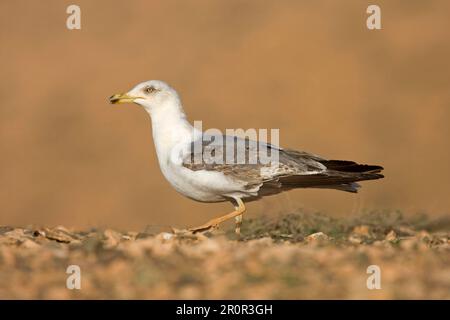 Kaspische Möwen (Larus cachinnans), Weißkopfmöwe, Mittelmeer-Heringsmöwe, Gullen, Tiere, Vögel, Gelbbeinmöwe als Erwachsener, laufen Stockfoto