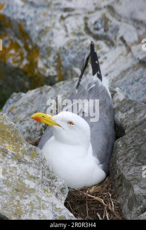 Kaspische Möwen (Larus cachinnans), Weißkopfmöwe, Mittelmeer-Heringsmöwe, Gullen, Tiere, Vögel, Gelbbbein-Möwe, nistend auf der Klippe Stockfoto