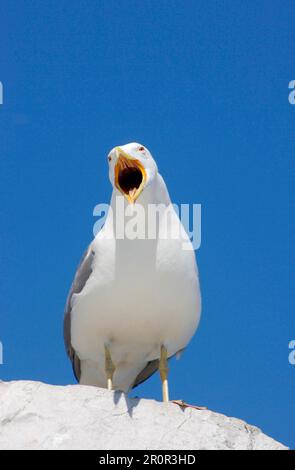 Kaspische Möwen (Larus cachinnans), Weißkopfmöwe, Mittelmeer-Heringsmöwe, Gullen, Tiere, Vögel, Gelbbeinmöwe, Erwachsener, ruft, steht Stockfoto