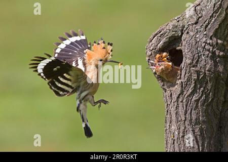 Hoopoe (Upupa epops) Erwachsener, im Flug, Küken am Eingang des Nessellochs füttern, Bulgarien Stockfoto