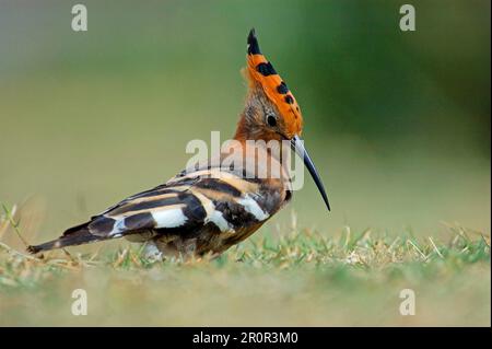 Upupa africana Hoopoe, Tiere, Vögel Hoopoe (Upupa epops africana), Erwachsene am Boden, Etosha, Namibia Stockfoto