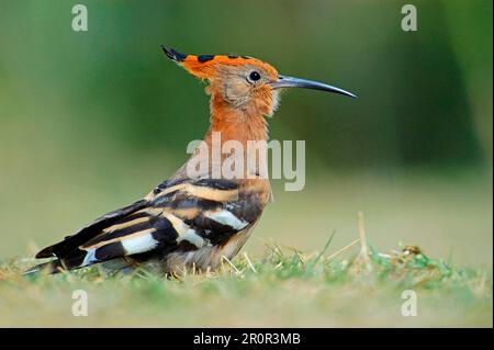 Upupa africana Hoopoe, Tiere, Vögel Hoopoe (Upupa epops africana), Erwachsene am Boden, Etosha, Namibia Stockfoto