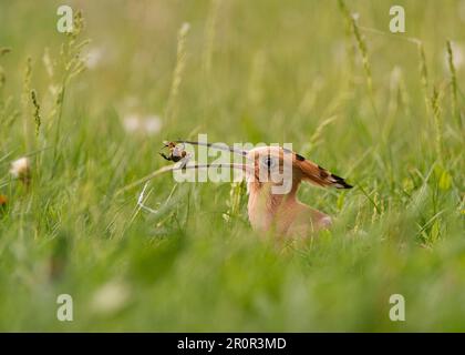 Eurasischer Hoopoe (Upupa epops), Erwachsener, Fütterung von Insekten im Gras, Hortobagy N. P. Ungarn Stockfoto