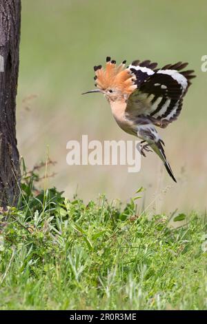 Hoopoe (Upupa epops) Erwachsener, im Flug, Landung am Nesselloch Eingang, Bulgarien Stockfoto