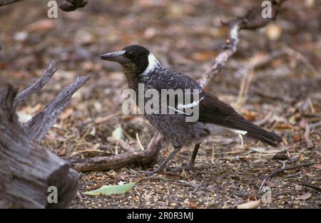 Australische Magpie (Gymnorhina tibicen) (mit schwarzer Rückseite) auf einer Filiale, Australien Stockfoto