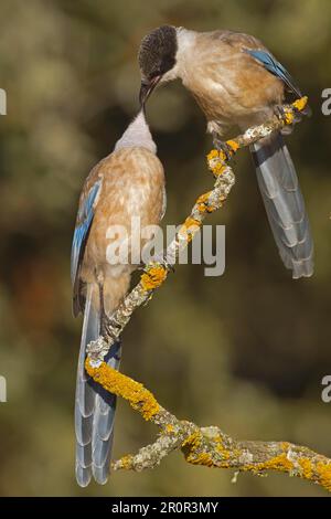 Azurflügelchen-Elfe (Cyanopica cyana) zwei Jugendliche, interagierend, hoch oben auf einem Ast, Nordspanien Stockfoto