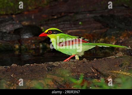 Gemeine Grüne Magpie (Cissa chinensis chinensis), Erwachsener, am Waldbecken stehend, Kaeng Krachan N. P. Thailand Stockfoto