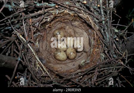 Blaue azurblaue Elster (Cyanopica cyana) sechs Eier im Nest Stockfoto