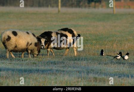 Europäische Elster (Pica pica) Wolle, die Jacobs-Schafe pickt Stockfoto