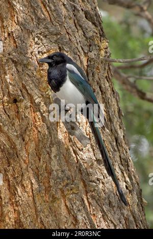 Schwarzschnabel-Elster (Pica hudsonia), Hudsonianischer Stern, Korviden, Singvögel, Tiere, Vögel, amerikanische Elster, schwarze Elster Stockfoto