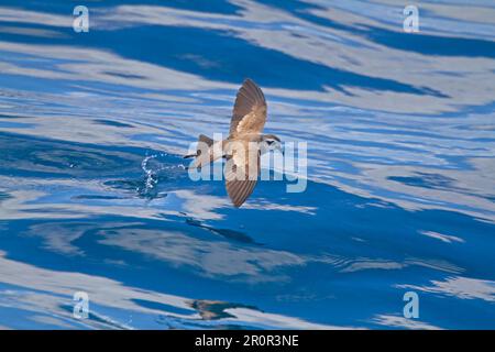 Weißkopfstürmchen (Pelagodroma Marina), Erwachsener, auf dem Flug über das Meer, Neuseeland Stockfoto