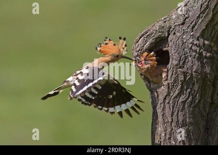 Hoopoe (Upupa epops) Erwachsener, im Flug, Küken am Eingang des Nessellochs füttern, Bulgarien Stockfoto