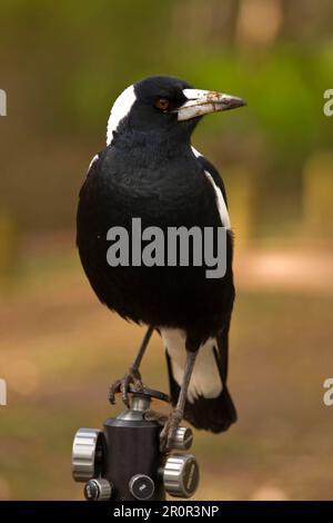 Australische Magpie (Gymnorhina tibicen) (mit schwarzer Rückseite) auf einer Filiale, Australien Stockfoto