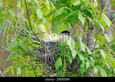 Erwachsener blauäugiger Elster (Cyanopica cyana), der auf einem Nest in einem Baum sitzt, Monfrague, Extremadura, Spanien Stockfoto