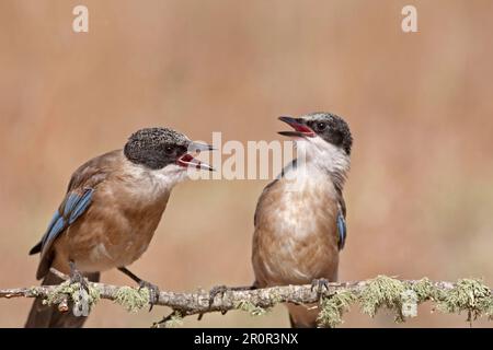 Azurflügelchen-Elfe (Cyanopica cyana) zwei Jugendliche, interagierend, hoch oben auf einem Ast, Nordspanien Stockfoto