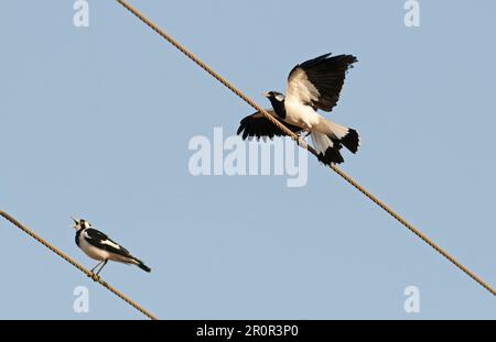 Australische Elster (Grallina cyanoleuca), männlich und weiblich, anrufend und zeigend, hoch oben an Überlandleitungen, Queensland, Australien Stockfoto