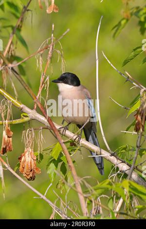 Blaue Elster mit azurblauen Flügeln (Cyanopica cyana), Erwachsener, sitzt im Baum, Monfrague, Extremadura, Spanien Stockfoto