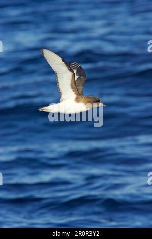 Weißflügelböckchen, Antarktis-Böckchen, Weißflügelböckchen, Weißflügelböckchen, Antarktis-Böckchen, Röhrennasen, Tie Stockfoto