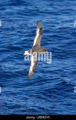 Weißflügelböckchen, Antarktis-Böckchen, Weißflügelböckchen, Weißflügelböckchen, Antarktis-Böckchen, Röhrennasen, Tie Stockfoto