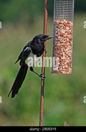 Jungtiere der europäischen Elster (Pica pica), Fütterung von Erdnussfuttermitteln, Norfolk, England, Vereinigtes Königreich Stockfoto