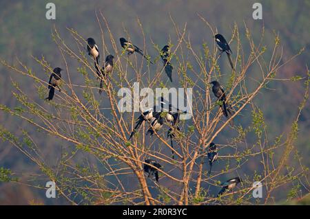 Pica sericea, koreanische Elster, koreanische Elster, Korviden, Singvögel, Tiere, Vögel, Gemeine Elster (Pica pica sericea), einige mit rußiger Gefieder Stockfoto