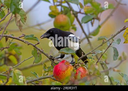 Gemeine Magpie (Pica pica), Erwachsene, Fütterung von Apfelfrucht (Malus domestica) in Obstgarten, Shropshire, England, Vereinigtes Königreich Stockfoto