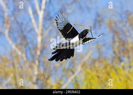 Europäische Elster (Pica pica), Erwachsener, im Flug, Nistmaterial sammeln, Kent, England, Frühling Stockfoto