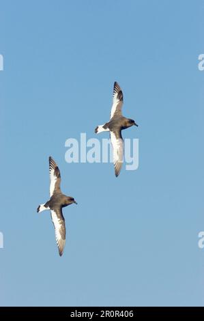 Weißflügelböckchen, Antarktis-Böckchen, Weißflügelböckchen, Weißflügelböckchen, Antarktis-Böckchen, Röhrennasen, Tie Stockfoto