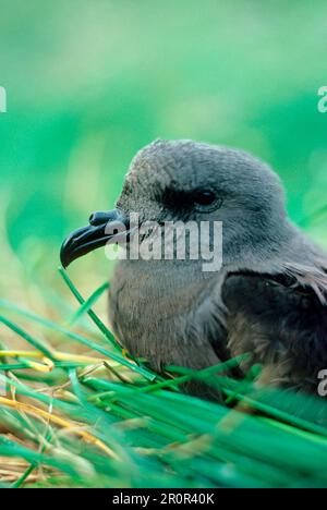 Lach-Sturmfalke (Oceanodroma leucorhoa), Tubennase, Tiere, Vögel, Leach-Sturmfalke Nahaufnahme des Kopfes, Island Stockfoto