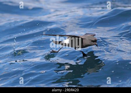 Wilson's Storm-Petrel (Oceanites Oceanicus), Erwachsener, im Flug über Meer, vor Kapstadt, Westkap, Südafrika Stockfoto