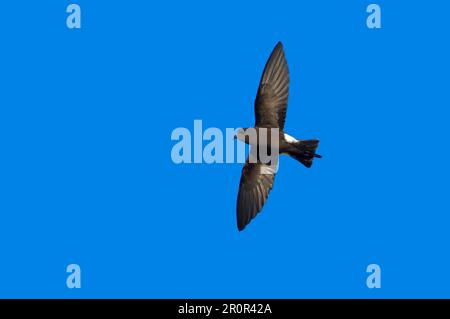 Wilson's Storm Petrel (Oceanites oceanicus), Wilson's Storm-Petrel adult, im Flug, Paulette Island, Antarktis Halbinsel, Antarktis Stockfoto