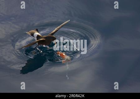 Wilson's wilson's Storm Petrel (Oceanites oceanicus), Erwachsener, im Flug, Fütterung in geschützter Bucht, Neko Hafen, antarktische Halbinsel, Antarktis Stockfoto