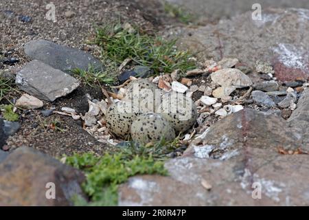 Ringpfeifer (Charadrius hiaticula) vier Eier in Nest, England, Vereinigtes Königreich Stockfoto