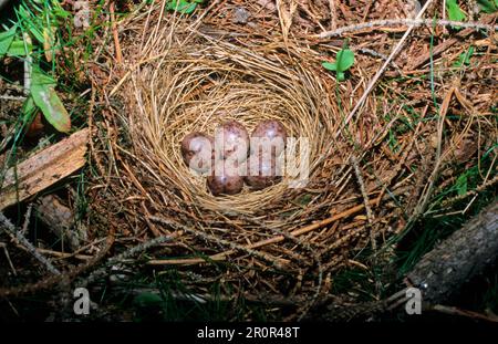Baumpfeife (Anthus trivialis), Singvögel, Tiere, Vögel, Baumpfeifennest und Eier Stockfoto