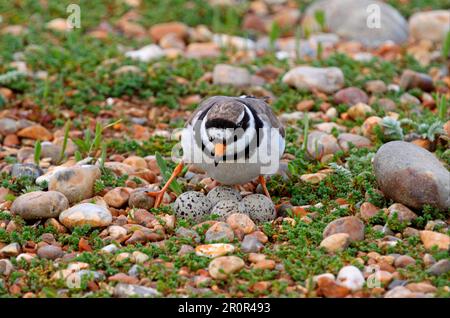 Gelbsteiger (Charadrius hiaticula), ausgewachsen, auf vier Eiern im Nest, auf überwucherter Schindel, Rye Harbour, East Sussex, England, Vereinigtes Königreich Stockfoto