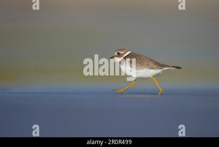 Ringed Plover (Charadrius hiaticula), Erwachsener, Winterzucht, am Abend am Strand entlang laufen, Shetland Islands, Schottland, Großbritannien Stockfoto