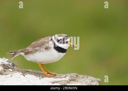 Ringed Plover (Charadrius hiaticula), Erwachsener, auf einer Trockenmauer stehend, Shetland Islands, Schottland, Vereinigtes Königreich Stockfoto