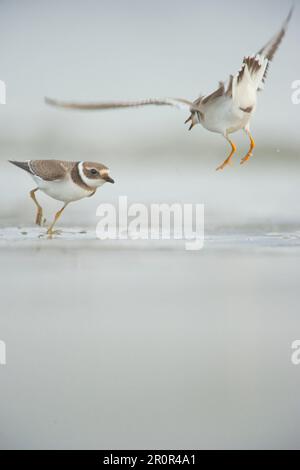 Ringed Plover (Charadrius hiaticula) zwei Erwachsene, Winterzucht, kämpfte in territorialem Streit am Strand, Shetland Islands, Schottland, Vereinigtes Königreich Stockfoto