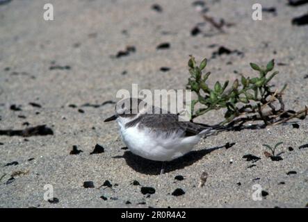 Kentish Plover (Charadrius alexandrinus), Tiere, Vögel, Waders, auf Sand Stockfoto