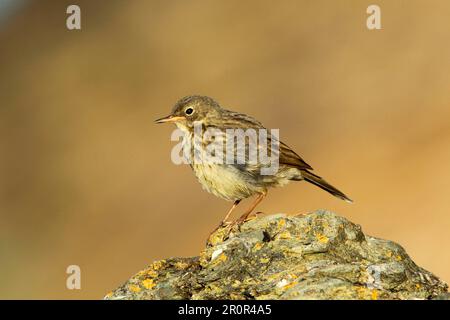 Rock Pipit (Anthus petrosus) juvenile, Stand on Rocky Shore, Polzeath, Cornwall, England, Vereinigtes Königreich Stockfoto