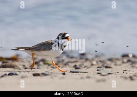 Ringed Plover (Charadrius hiaticula), Erwachsener, entlang der Küste mit Fliegen, Yell, Shetland Islands, Schottland, Großbritannien Stockfoto