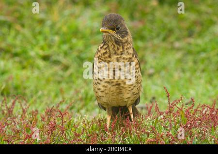 Falkland Thrush (Turdus f. falcklandii) juvenil, in sauren Schafskräutern (Rumex acetosella), Seelöweninsel, Ostfalkland Stockfoto