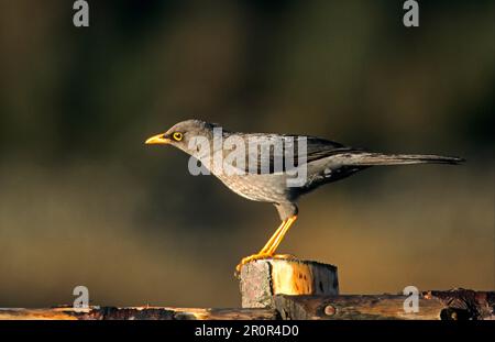 Große Soor (Turdus Fuscater) auf einer Holzstange, Venezuela Stockfoto