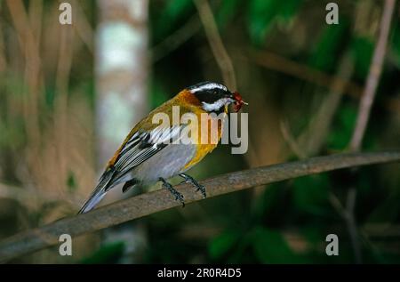 Gestreifter Tanager, Gestreifter Tanager, Tanager, Singvögel, Tiere, Vögel, gestreifter Tanager (Spindalis zena) hoch oben Stockfoto