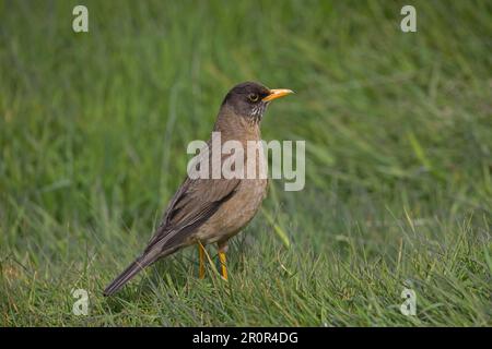 Falkland Thrush (Turdus f. falcklandii), Erwachsener, im Gras stehend, Australischer Thrush Stockfoto